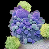 New Scientist